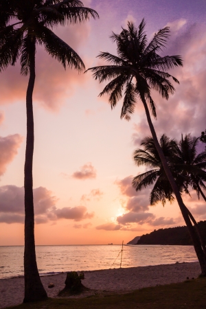 Silhouetted of coconut tree during sunriseの写真素材