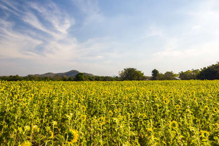 Beautiful sunflowers  meadow with Mountain Backgroundの写真素材