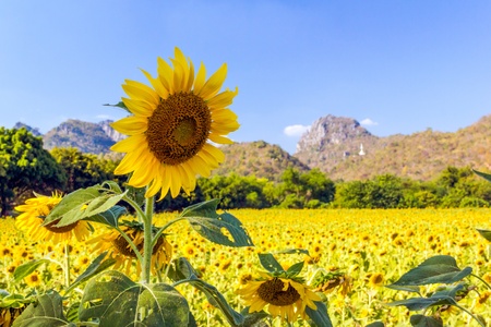Beautiful sunflowers in the field with bright blue skyの写真素材