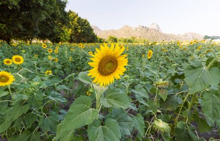 Beautiful sunflowers  meadow with Mountain Backgroundの写真素材