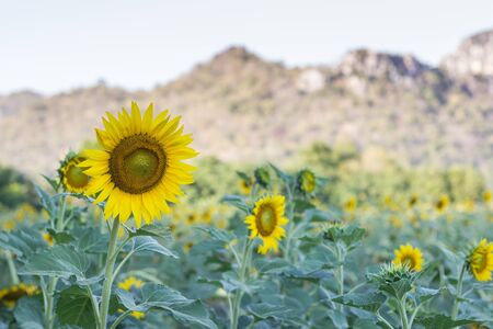 Beautiful sunflowers  meadow with Mountain Backgroundの写真素材