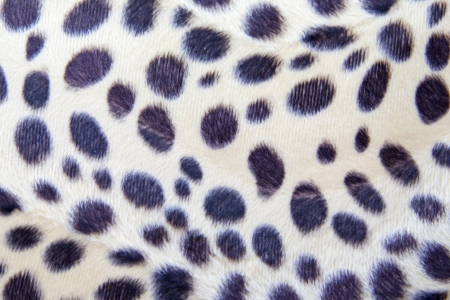 Leopard fur pattern texture  backgroundの写真素材