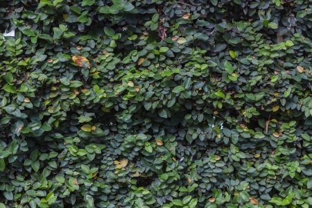 a climbing fig on the wall
