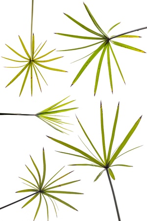 CYPERACEAE
The trees along the river isolate on whiteの写真素材