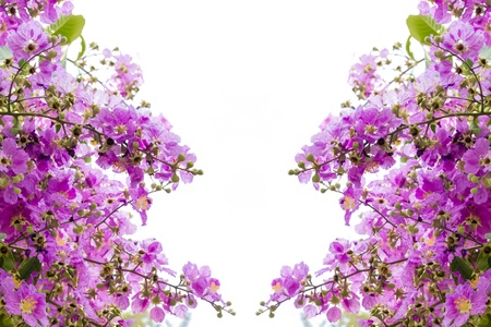 Cananga flower (Cananga odorata)の写真素材