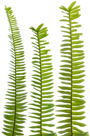 Fern leaf isolate on whiteの写真素材