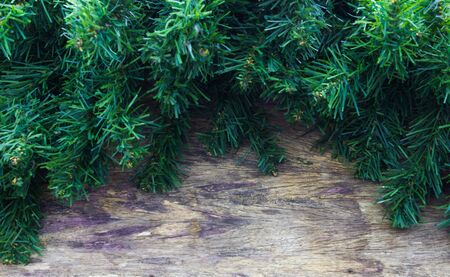Christmas tree branches border over wood wooden boardの写真素材