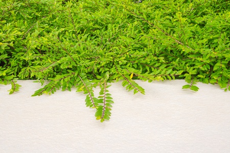 Green leaves with  white Concrete floor