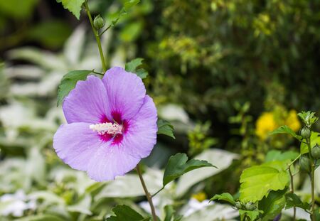 Beautiful purple hibiscus flowers with leavesの写真素材