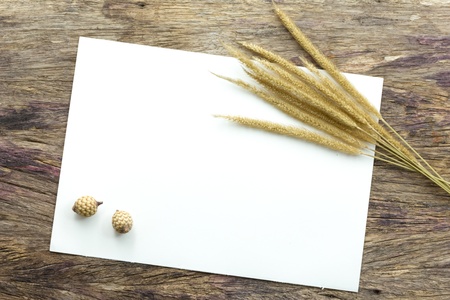 Ears of wheat on white paper background with copy spaceの写真素材