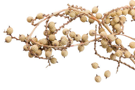 Dry flowers isolate on background with copy spaceの写真素材