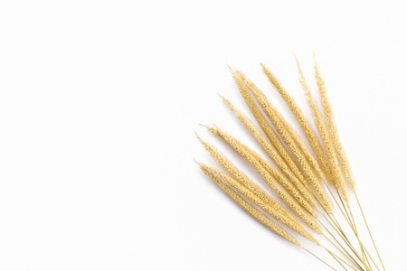 Ears of wheat isolated on white background