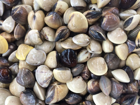 Clams in market, Thailand.の写真素材