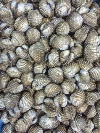 Shellfish Blood Cockles market edible backgroundの写真素材