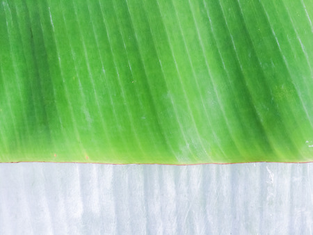 Banana leaf background textureの写真素材