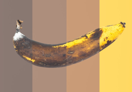Cycle of fresh banana to rotten banana fruit ,mix pictureの写真素材