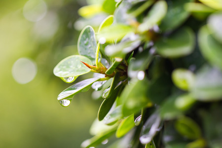 Green leave after the rain, with fresh water dropsの写真素材