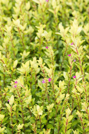 Green leave texture and backgroundの写真素材