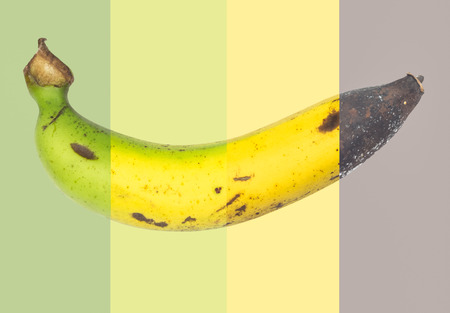 Cycle of fresh banana to rotten banana fruit ,mix pictureの写真素材