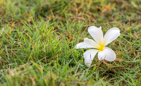 White flower on green grass fieldの写真素材