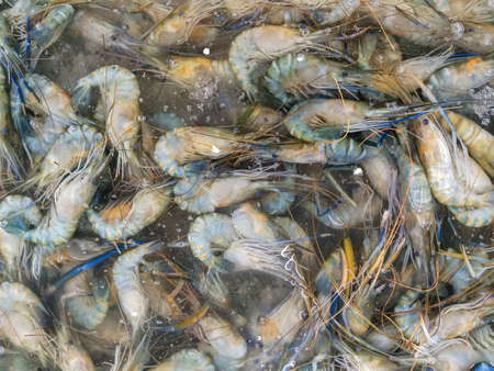 Shrimps in the market, Thailandの写真素材