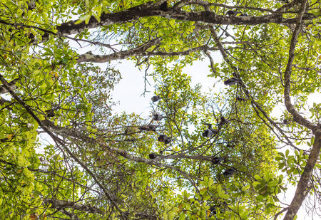 Bats on the treeの写真素材