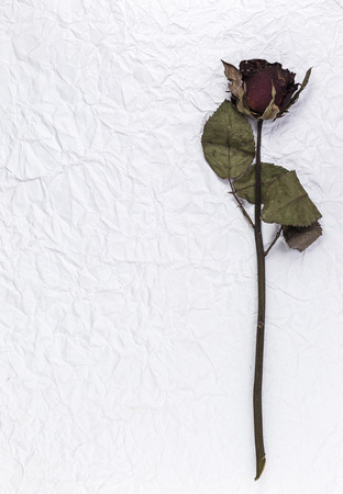 dried and dead rose on old paperの写真素材