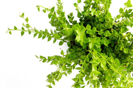 Little plant Isolated on white background. Space for textの写真素材