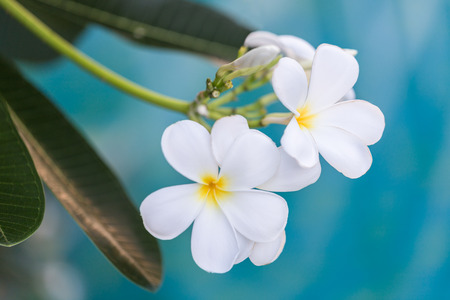 Close up of frangipani plumeria blossom flowerの写真素材