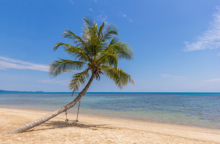 Coconut palm tree on tropical beach with hanging seatの写真素材