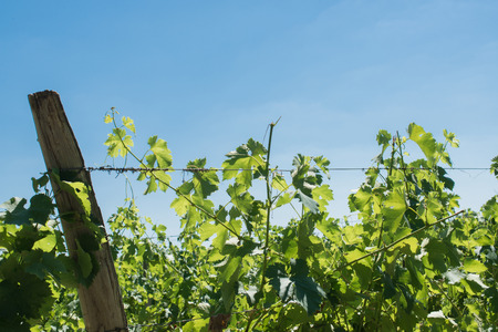 Vineyard in France for Bordeaux's red wineの写真素材