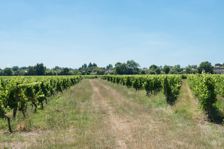 Vineyard in France for Bordeaux's red wineの写真素材