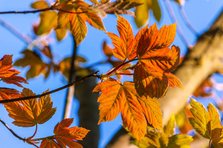 Autumn backgroundの写真素材