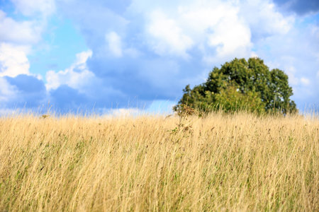 field Landscapeの写真素材