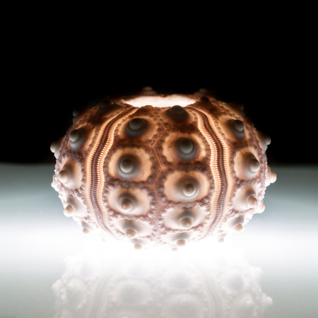 shining sea urchinの写真素材