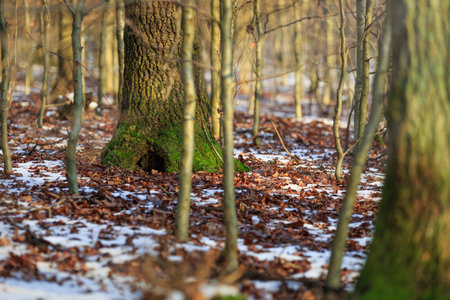 Winter forestの写真素材