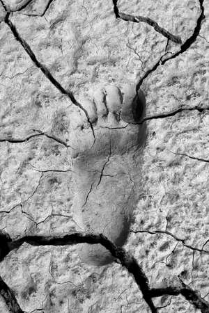 Footprint in Mudの写真素材