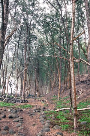 An abandoned path in the forrested dunes of Pololu Beach, Hawaiiの写真素材