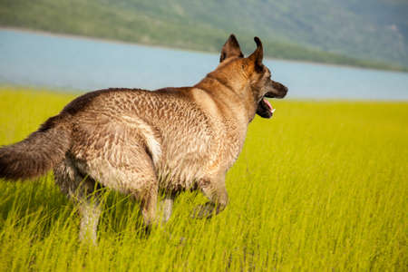 A mix-breed husky runs in a field next to lakeの写真素材