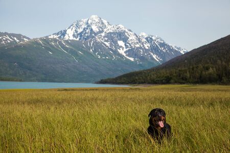 A rottweiler puppy plays in a green field next to alpine lake and large mountainの写真素材