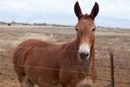Mule stares over a barbed wire fenceの写真素材