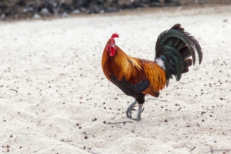 A rooster walks on sandy beachの写真素材
