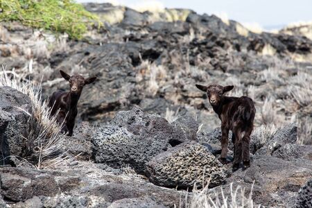 Two young kid goats look back for their motherの写真素材