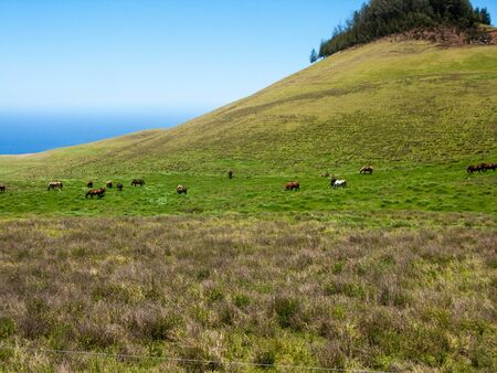 A herd of horses grazes in a mountainous fieldの写真素材