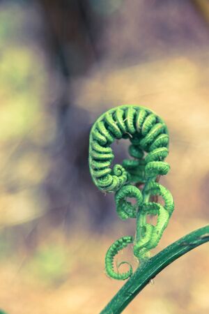 A young fern about to expand and growの写真素材