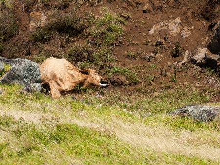 A dead cow lies in a gully in a decomposing state.の写真素材