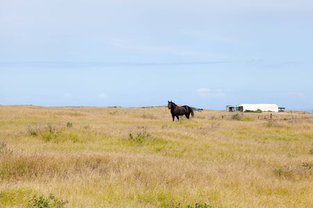 A horese stands alone in a pastureの写真素材