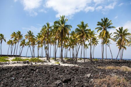 An isolated stand of palm trees stand among lava fieldの写真素材
