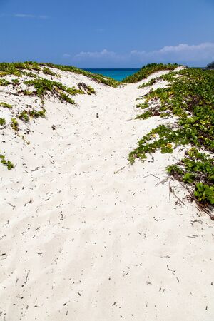 A sandy path leads to oceanの写真素材