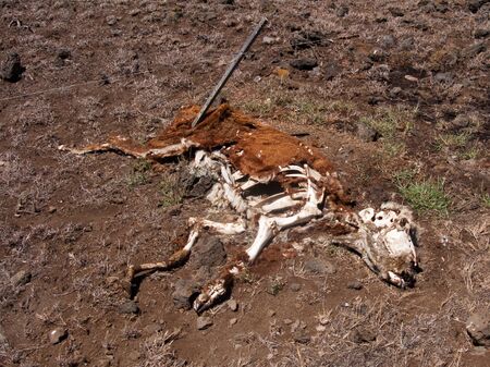 A cow decomposes in a fieldの写真素材